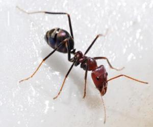 пазл мураве́й, насекомое, которое существует пl